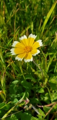 Layia platyglossa