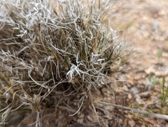 Dasyochloa pulchella