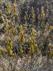 Rhododendron groenlandicum