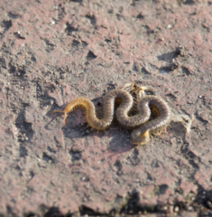 Henia vesuviana