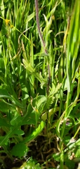 Layia platyglossa