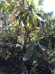 Rhododendron ponticum