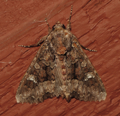 Apamea amputatrix
