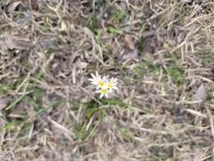 Nothoscordum bivalve