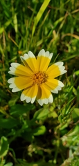 Layia platyglossa