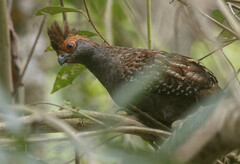Odontophorus capueira