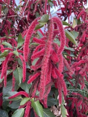 Acalypha hispida