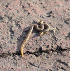 Henia vesuviana