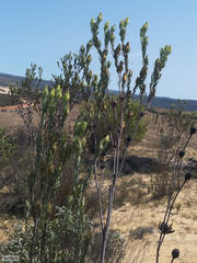 Leucadendron procerum