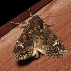 Apamea amputatrix