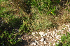 Atriplex portulacoides