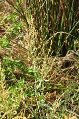 Atriplex portulacoides