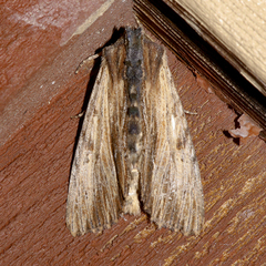 Apamea cuculliformis