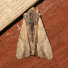 Apamea cuculliformis