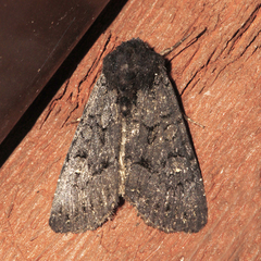 Apamea impulsa