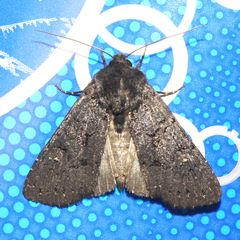 Apamea impulsa