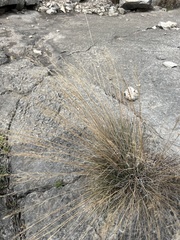 Cynodonteae