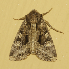 Apamea indocilis
