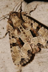 Apamea indocilis