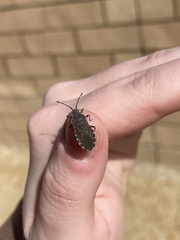 Catorhintha apicalis