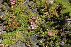 Lysimachia buxifolia