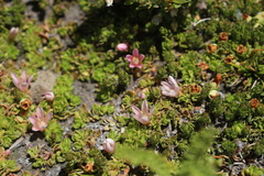Lysimachia buxifolia