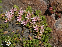 Lysimachia buxifolia