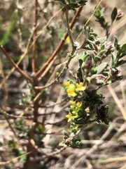 Pimelea curviflora