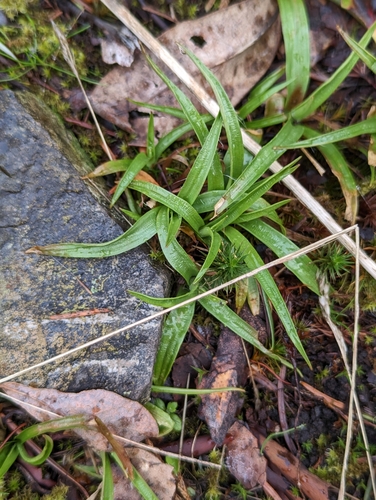 Image of Luzula comosa by no rights reserved