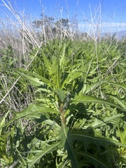 Caulanthus lasiophyllus