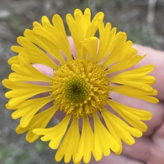 Helenium pinnatifidum