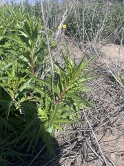 Caulanthus lasiophyllus