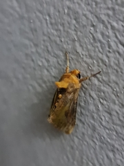 Chrysodeixis chalcites