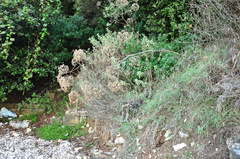 Opopanax hispidus