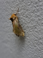 Chrysodeixis chalcites