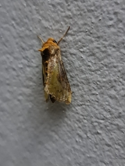 Chrysodeixis chalcites