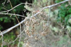 Opopanax hispidus