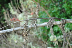 Opopanax hispidus