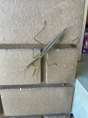 Tenodera australasiae