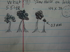 Physarum polycephalum