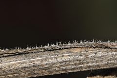 Opopanax hispidus