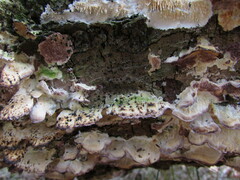 Physarum polycephalum