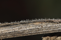 Opopanax hispidus