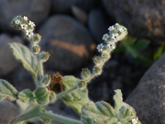 Heliotropium supinum