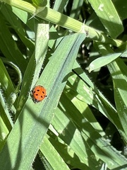 Hippodamia convergens