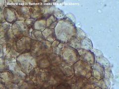 Physarum polycephalum