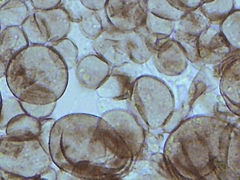 Physarum polycephalum