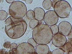 Physarum polycephalum