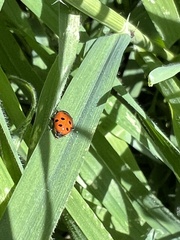 Hippodamia convergens