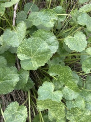 Sidalcea sparsifolia